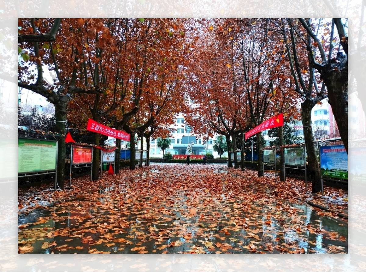 雨天的校园风景图片
