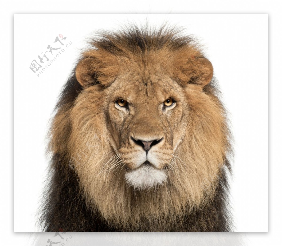 狮子头像图片