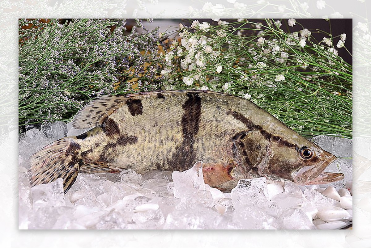 海鲜桂花鱼图片