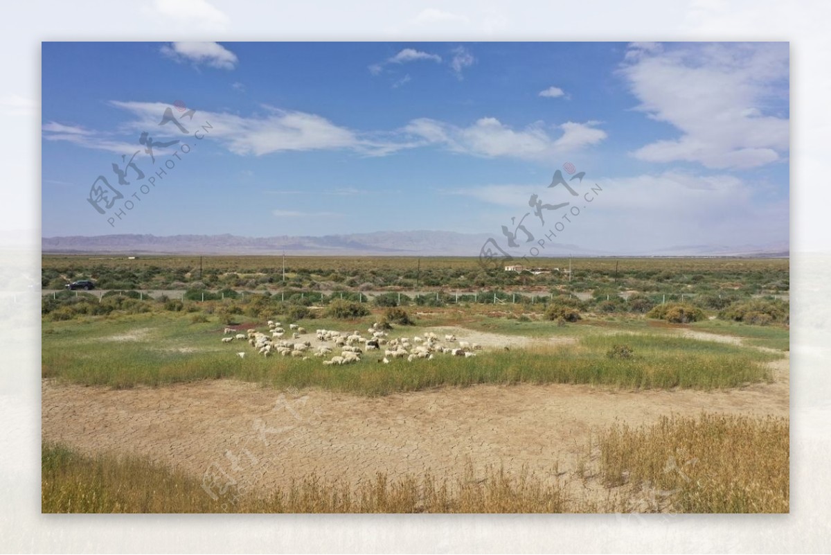 青海湖边羊群图片
