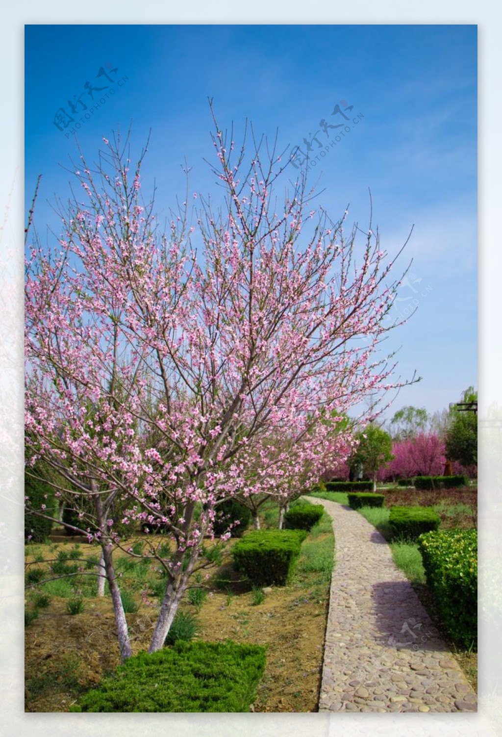 春天蓝天白云户外海棠树花园小路图片