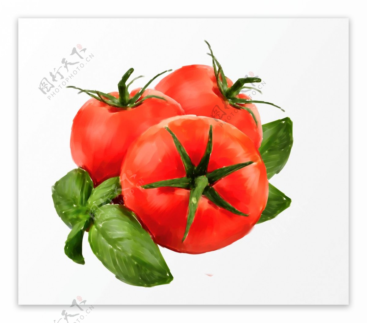 手绘西红柿图片