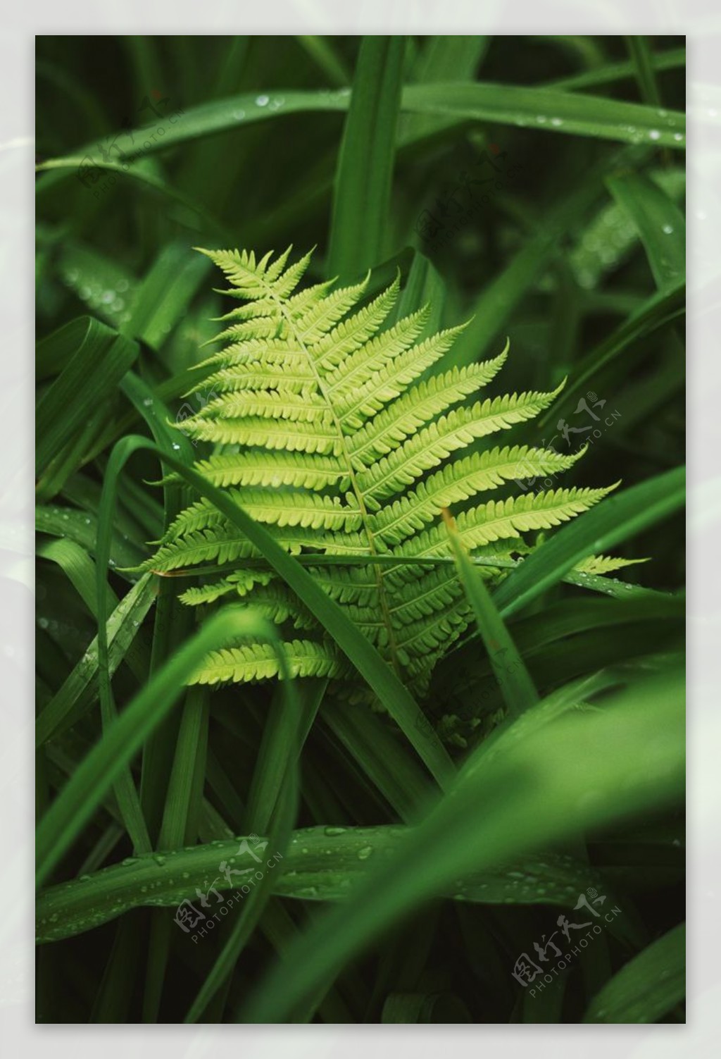 绿色蕨菜图片素材-编号13385654-图行天下