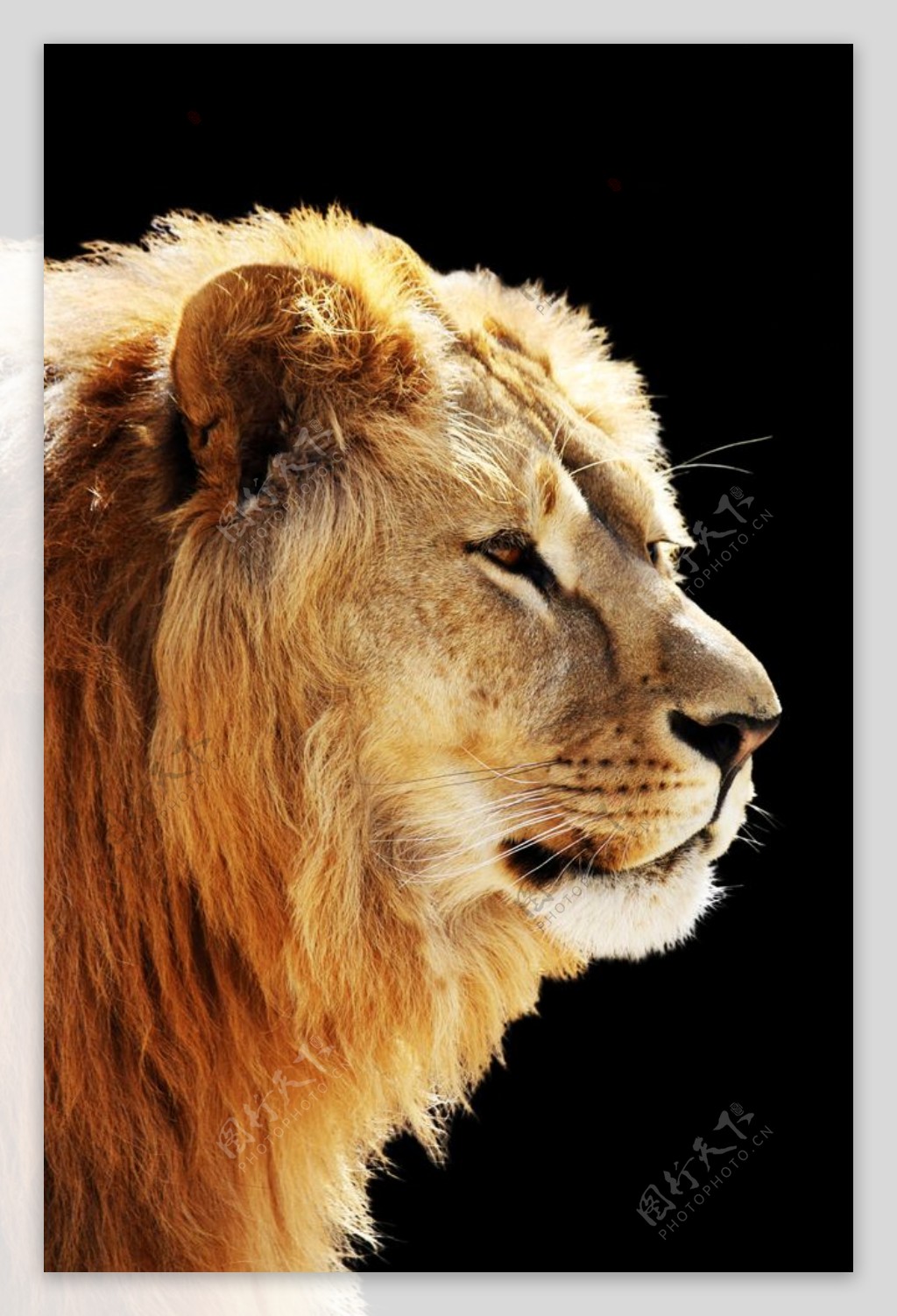 野兽狮子头像图片