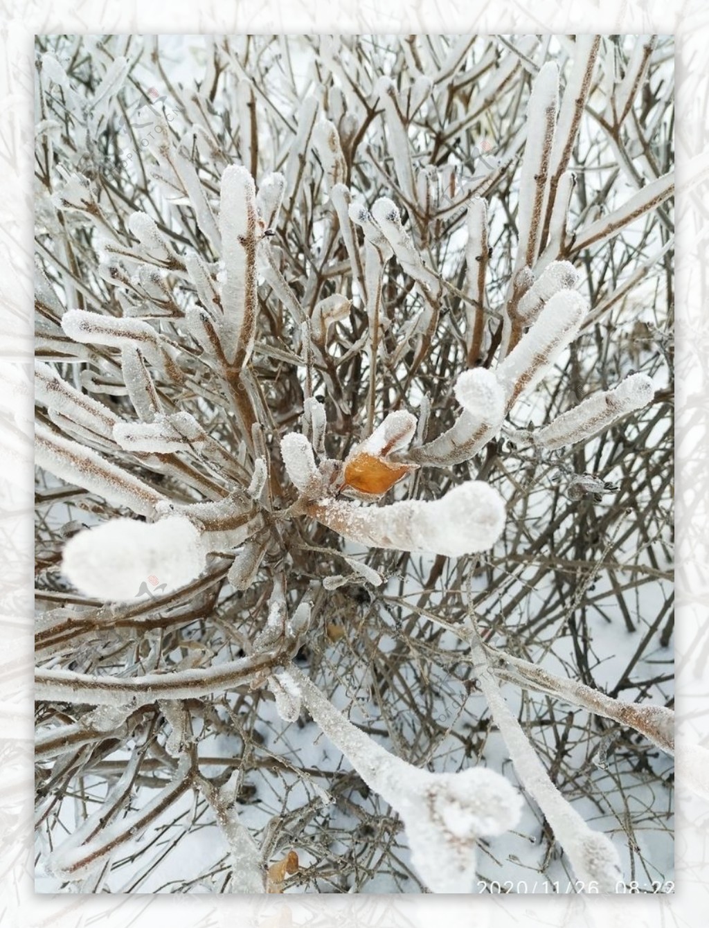 冻雨冰冻树凝固时间图片