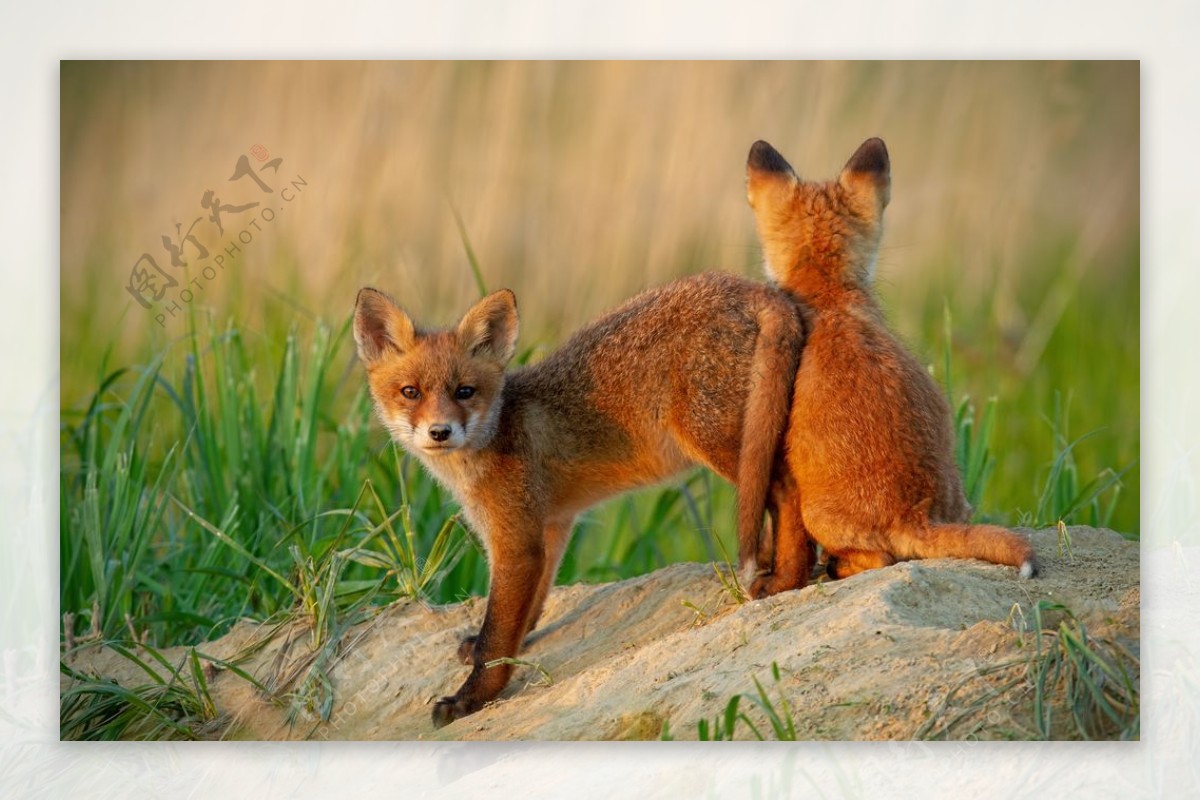 两只红狐狸摄影图片