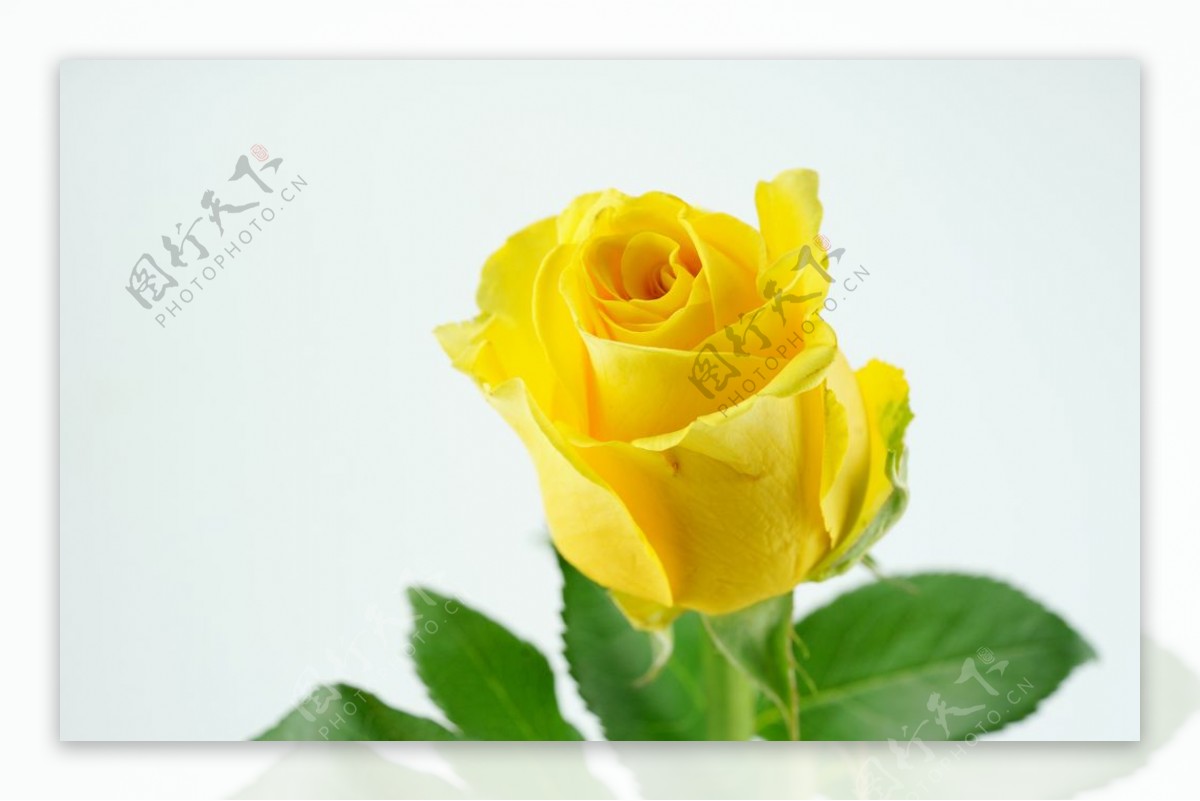 黄玫瑰大图图片