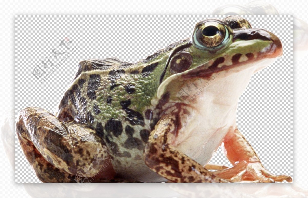 牛蛙图片