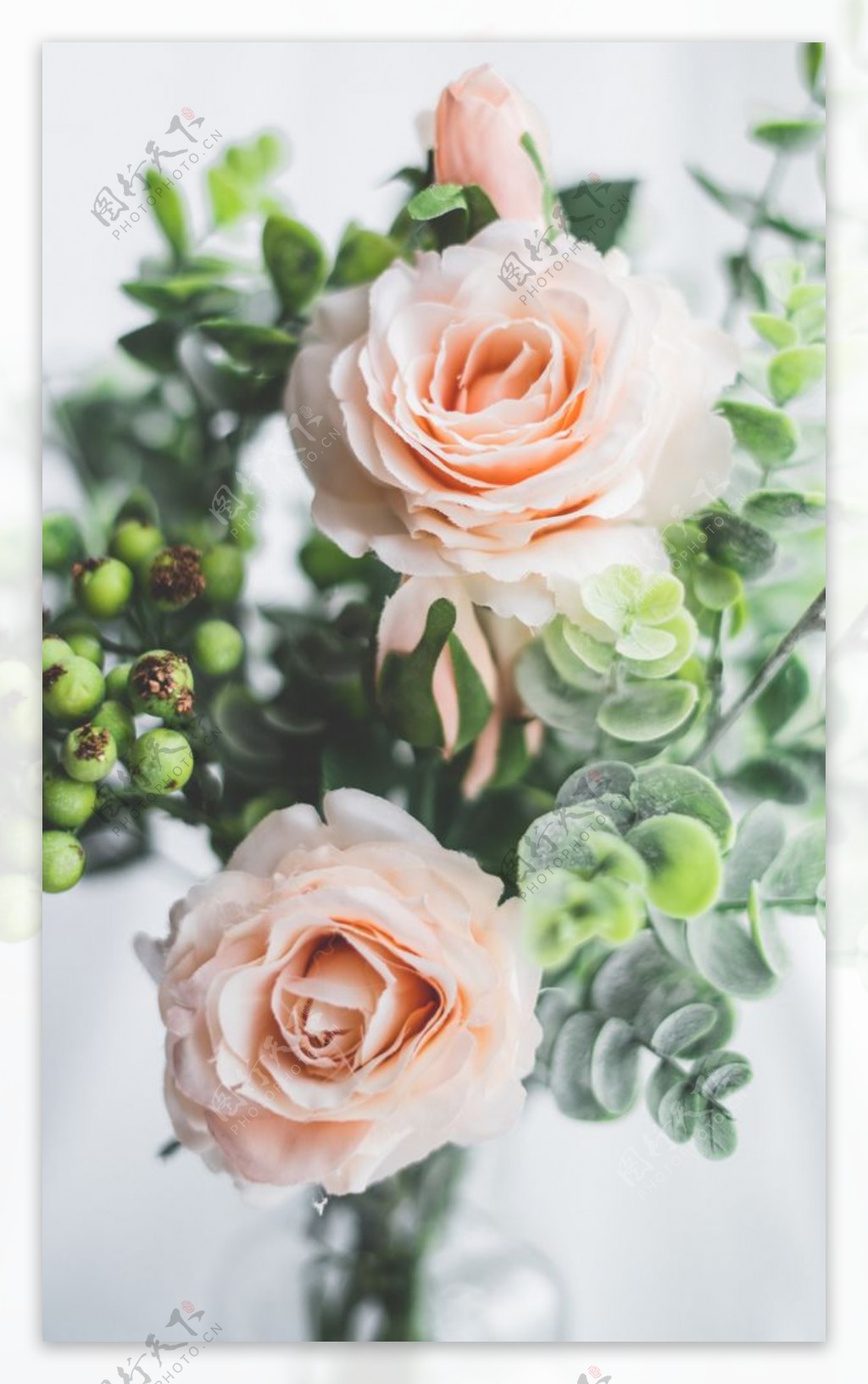 浅粉色玫瑰高清素材图片