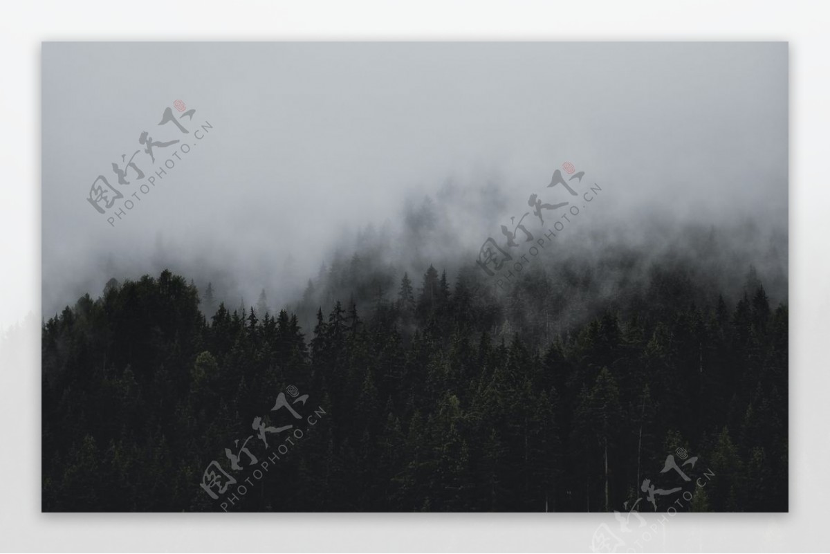 雾气腾腾的山林图片
