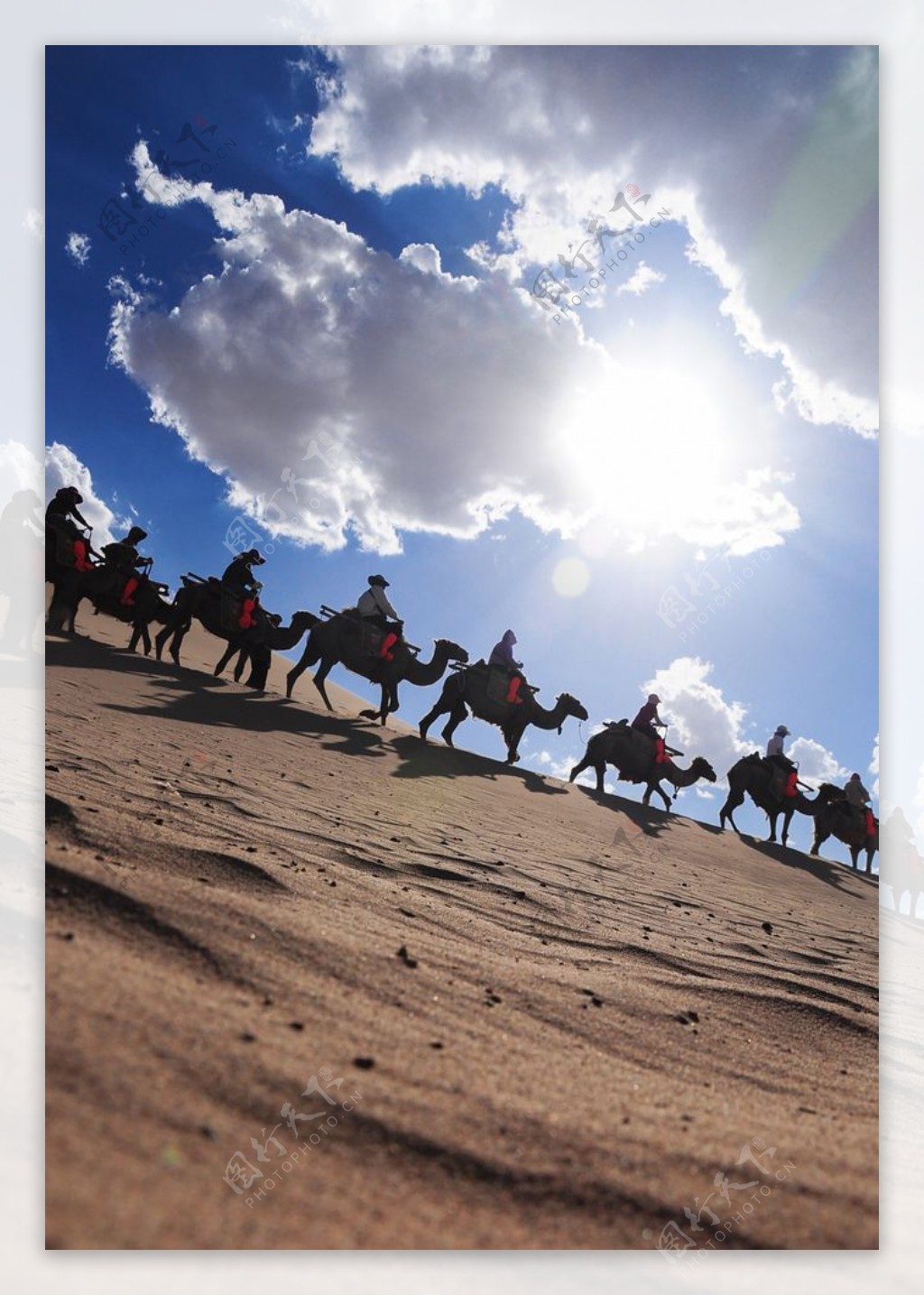 沙漠里行走的骆驼队伍图片