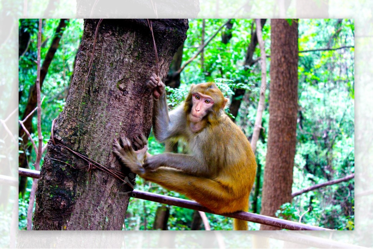 树林里的猴子图片