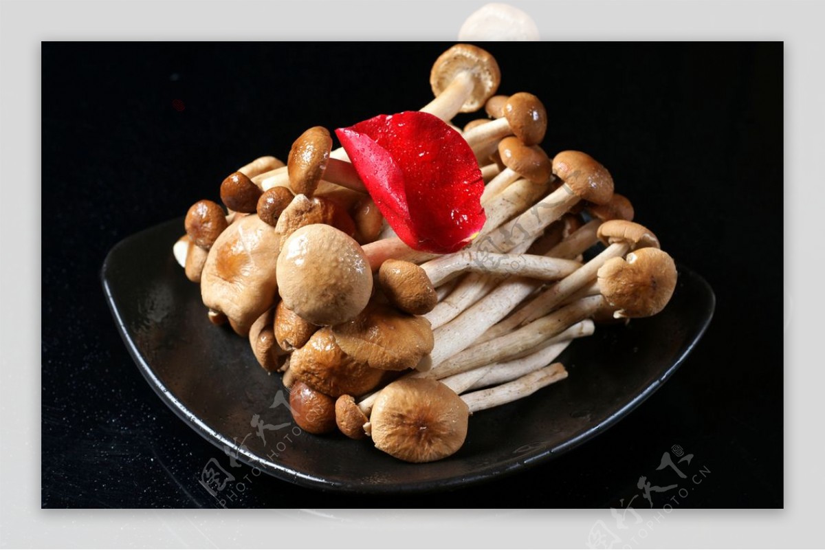 菌类鲜茶树菇图片