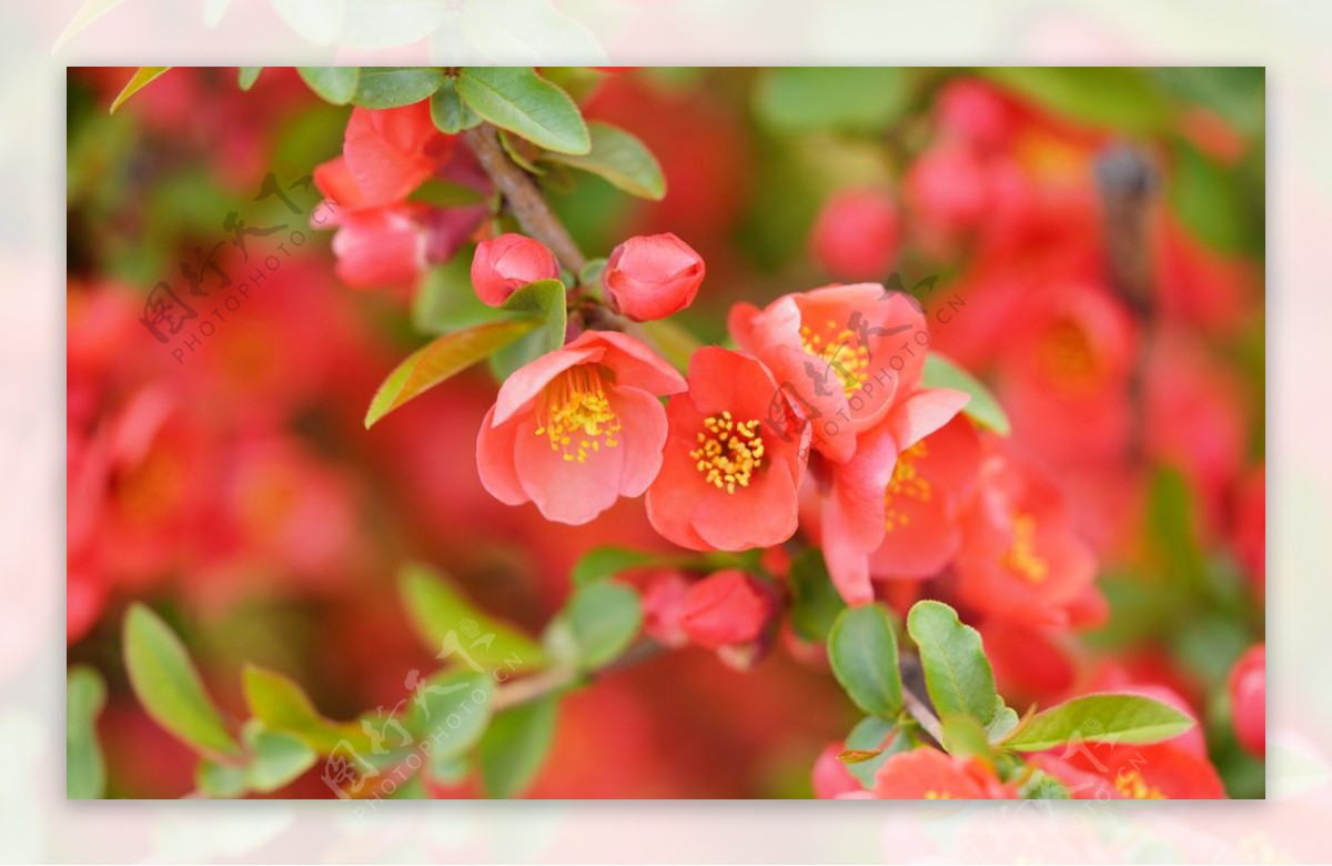 盛开的海棠花图片