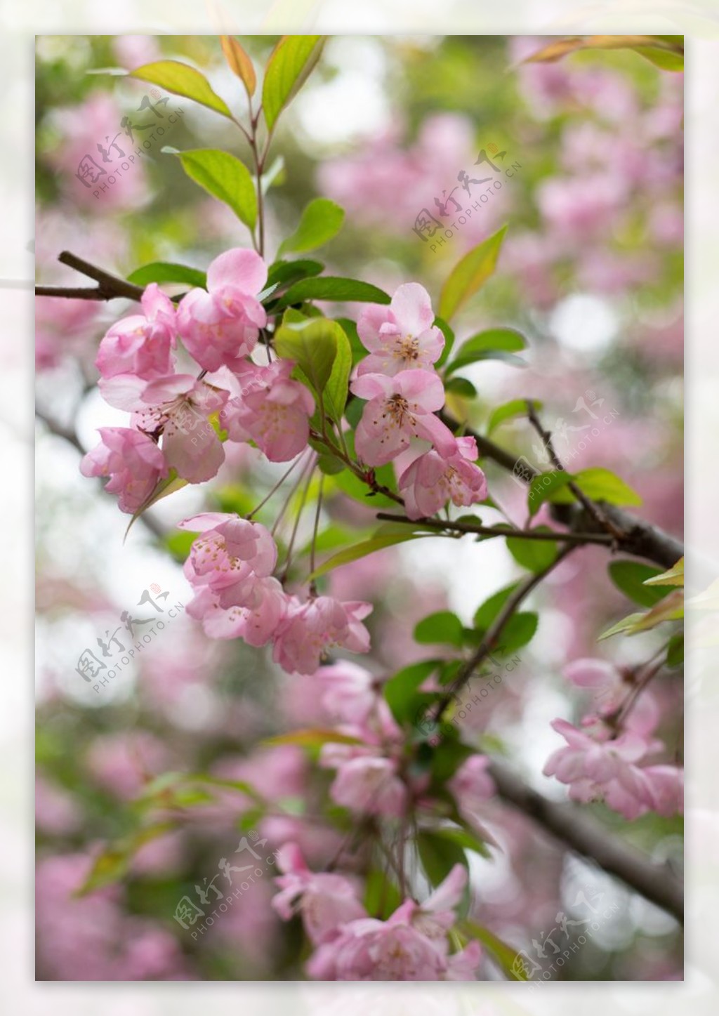 枝头上盛开的粉色海棠花图片