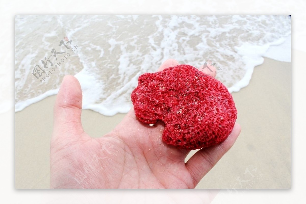 巴厘岛红珊瑚图片