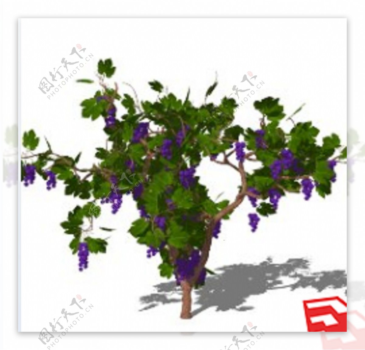 3d葡萄树葡萄藤模型skp图片
