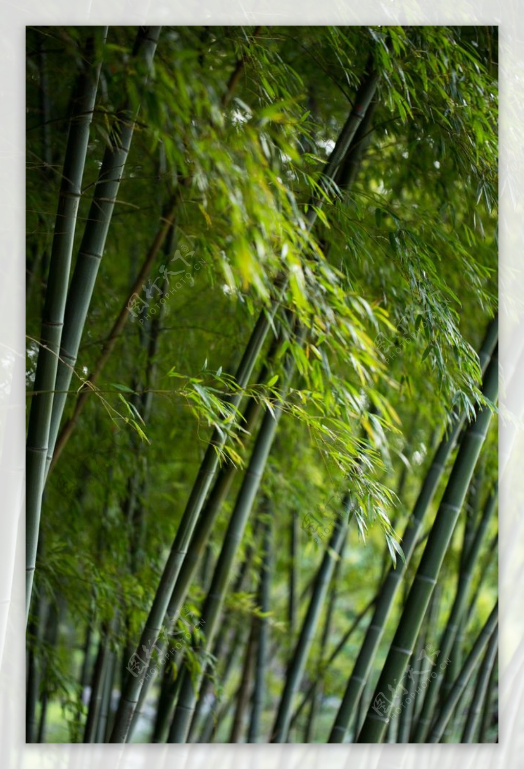 竹林图片