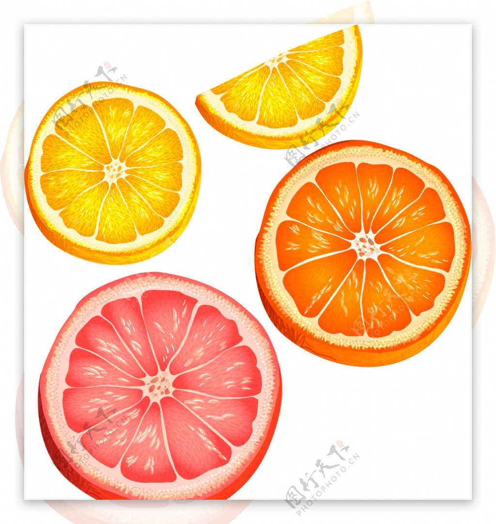 手绘矢量橙子切片图片