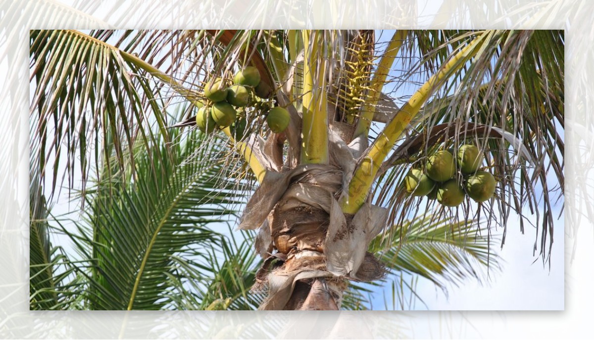 椰树上的椰子图片