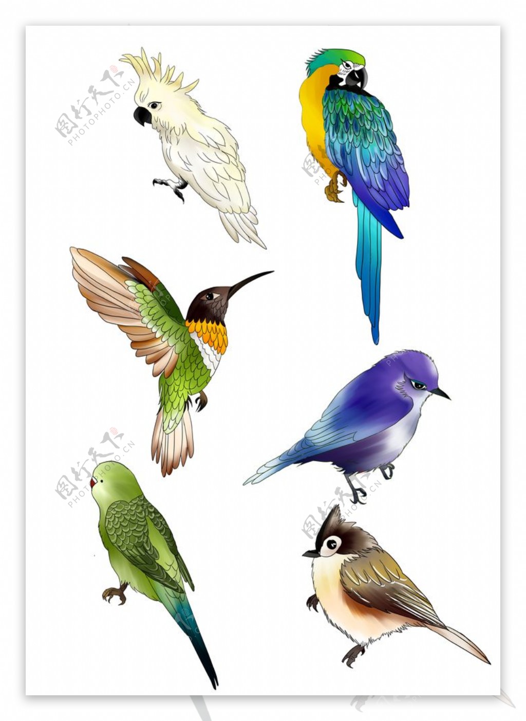 手绘各类小鸟素材图片