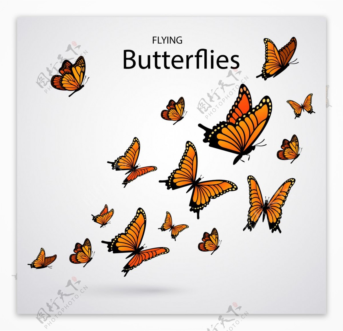 蝴蝶昆虫动物图片
