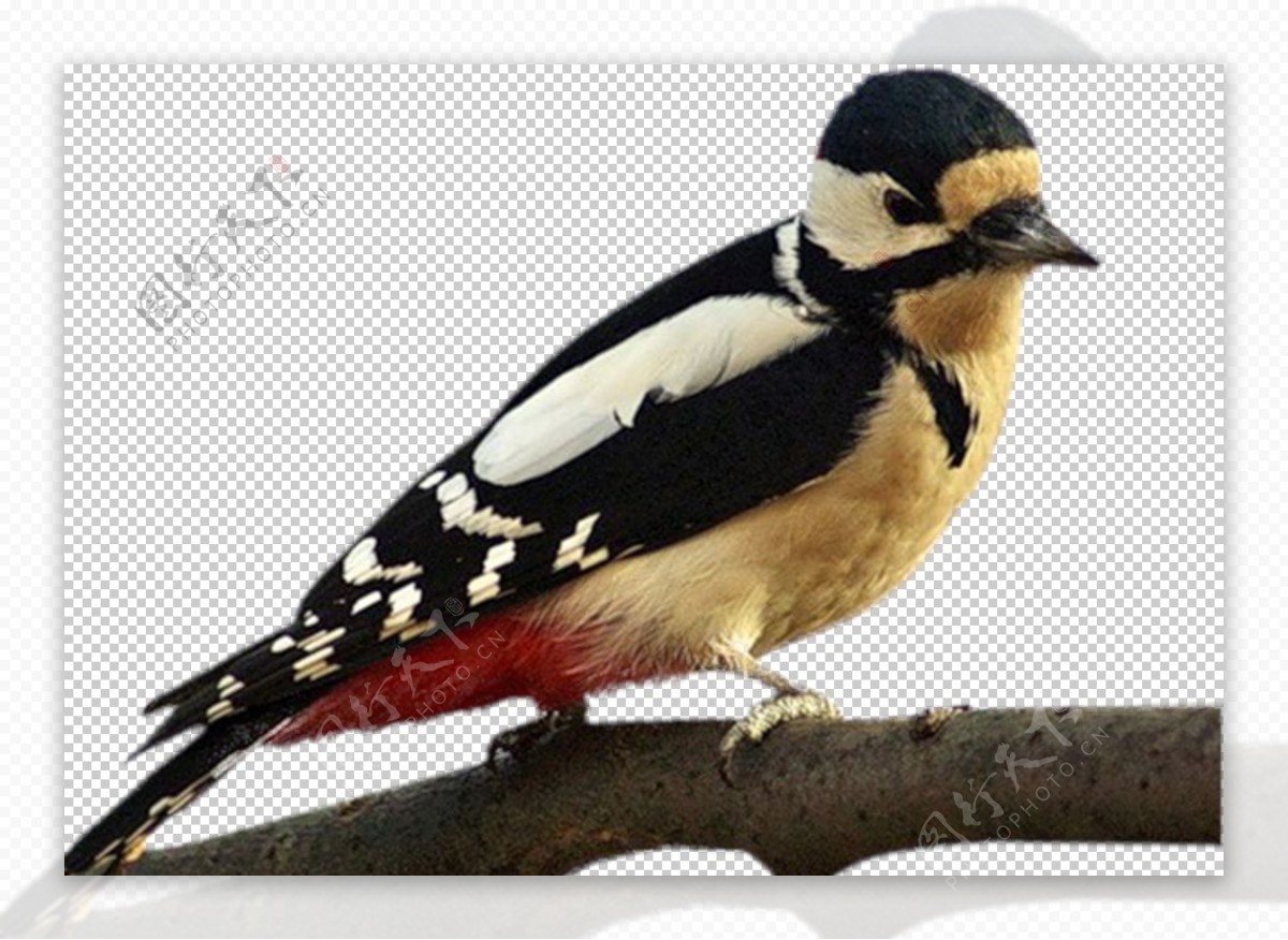 啄木鸟图片
