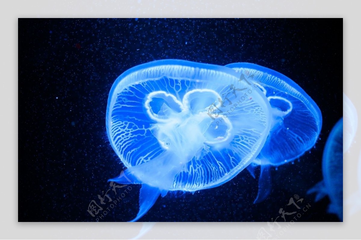 长沙海底世界—水母|摄影|动物|冷妖颜 - 原创作品 - 站酷 (ZCOOL)